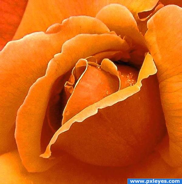 Orange rose